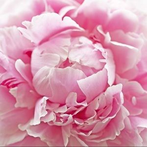 Meet your Posher, Sivan